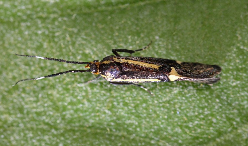 Scythris ? No, Oecophoridae: Esperia sulphurella